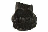 Fossil Ankylosaur Tooth - Judith River Formation, Montana #133475-1